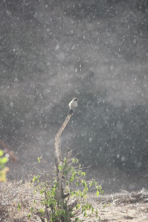 pajaro sobre palo mientras llueve