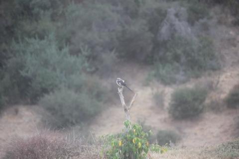 pajaro sobre un palo seco en el jardin