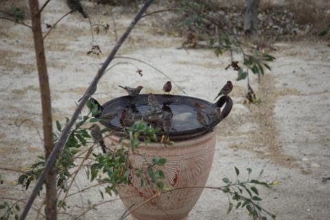 reunion de aves en el balneario