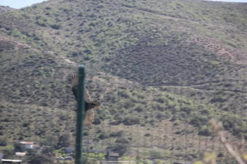 zopilote en las alturas