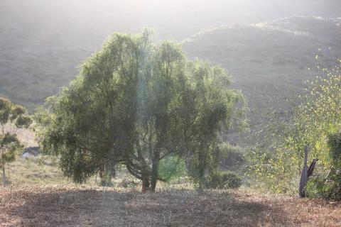 arbol pirul del jardin