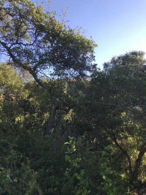 arboles del arroyo