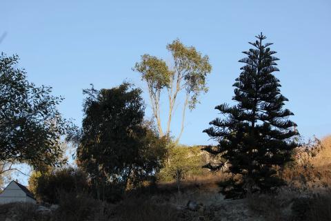 arboles del jardin