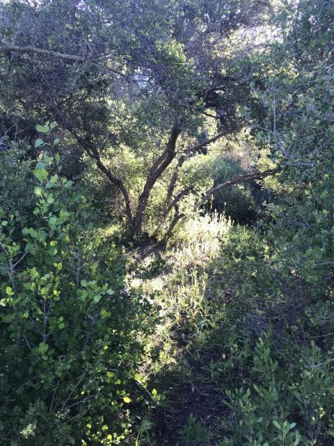 arboles junto al arroyo