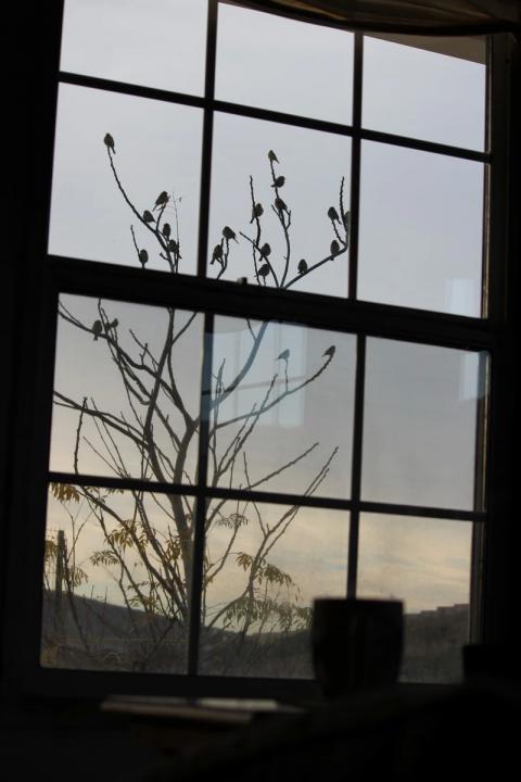 paradero de aves visto desde la sala mientras se disfruta un cafe
