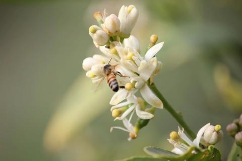 abeja polinizando un limon