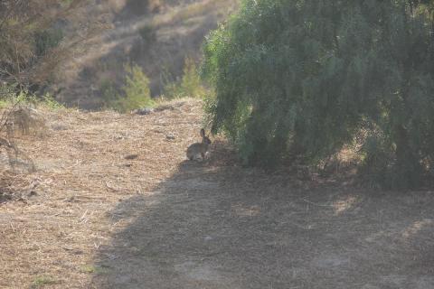 conejo bajo la sombra de un arbol