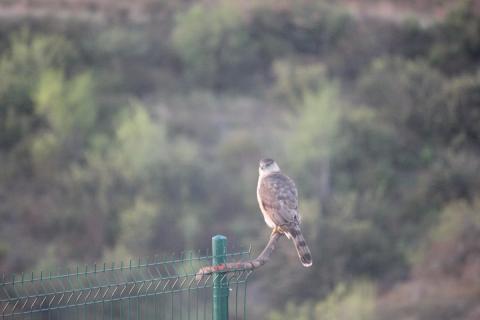halcon en la reja del patio