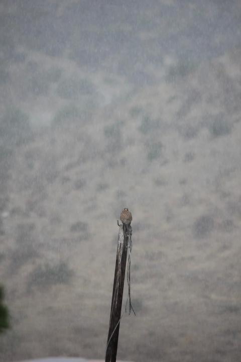 halcon en lo alto de un mastil bajo una tormenta