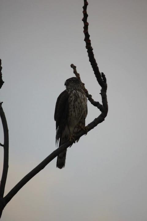 halcon sobre arbol