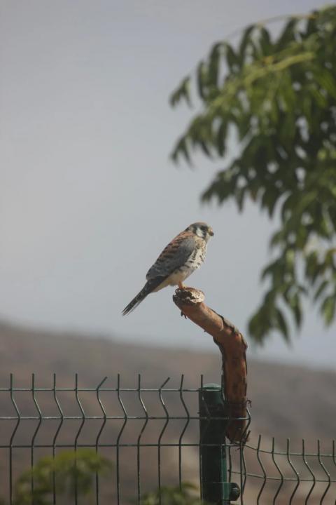 halcon sobre un palo