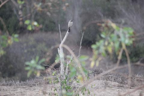 pajaro bajo la lluvia