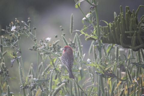 pajaro petirrojo
