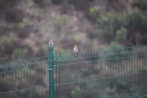 pajaros sobre la reja en un dia lluvioso
