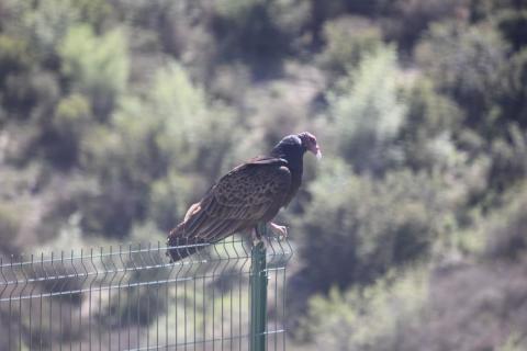 zopilote parado en la reja